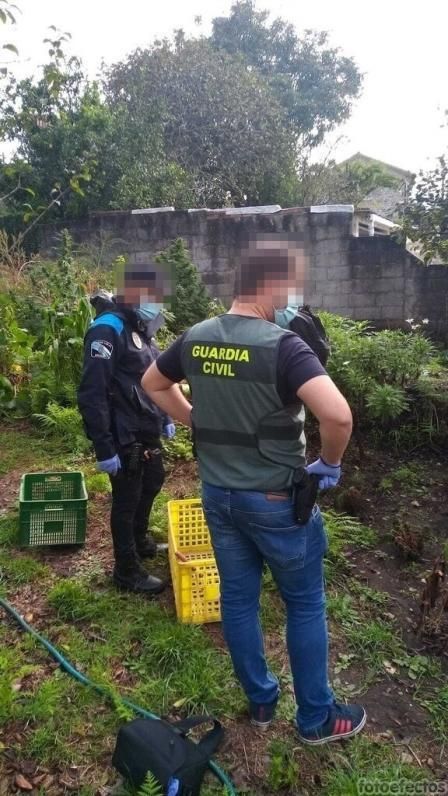 Dos de los agentes, arrancando las plantas antes de su pesado y traslado al cuartel. | FDV