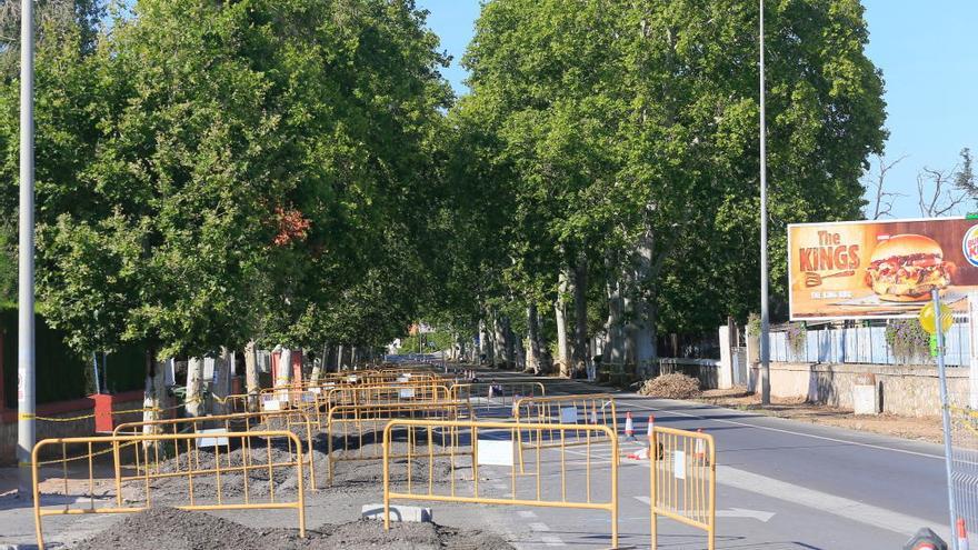 Castelló garantizará los árboles monumentales en las obras de Enrique Gimeno