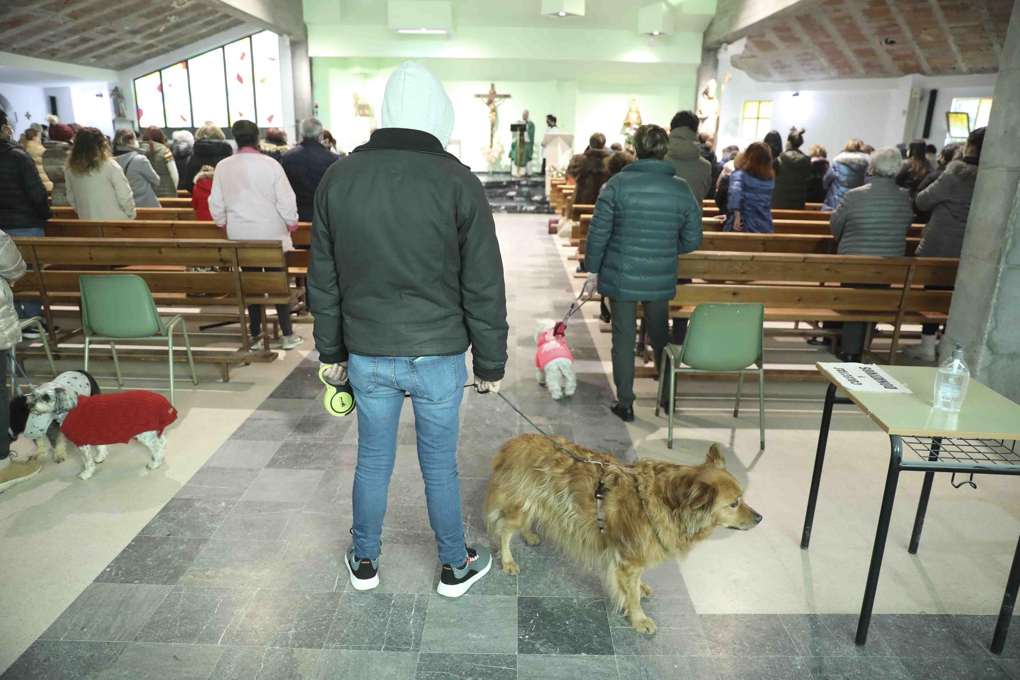 Bendición de animales por San Antón en Avilés