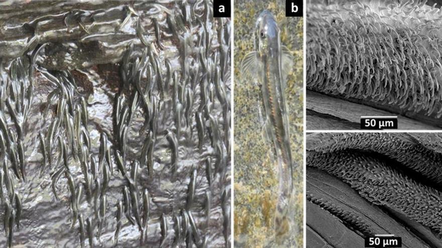Hallan un pez que es capaz de escalar 15 metros de roca en las cascadas