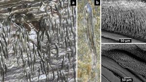 Troben un peix que és capaç d’escalar 15 metres de roca a les cascades