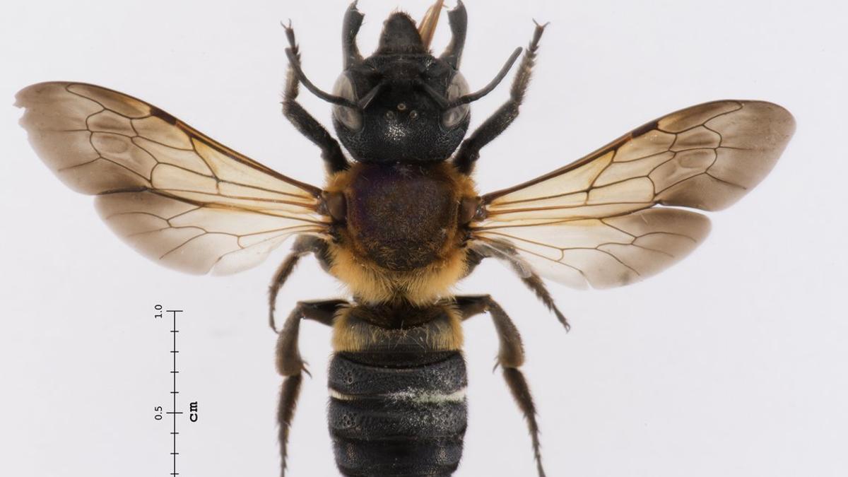 megachile sculpturalis