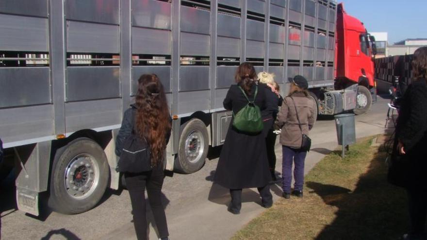 Vegans protesten davant d&#039;un camió de transport d&#039;animals