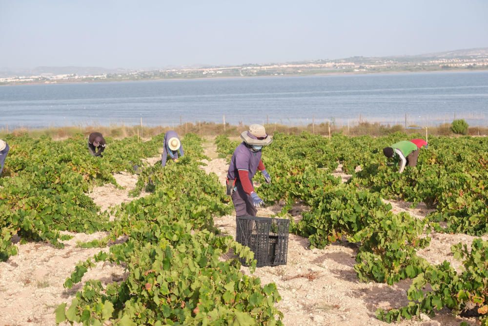 Comienza la vendimia más temprana de la península el parque natural de la laguna de La Mata. Sopla Levante elabora vinos de calidad del viñedo singular matero, sobre dunas fósiles, entre la laguna y e