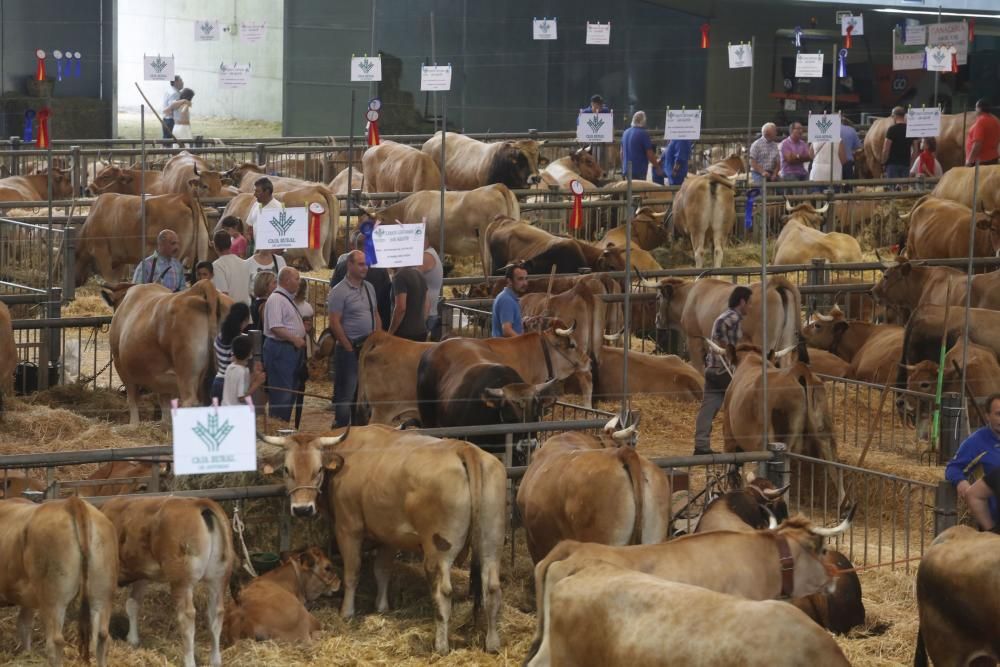 Certamen de ganado de San Agustín