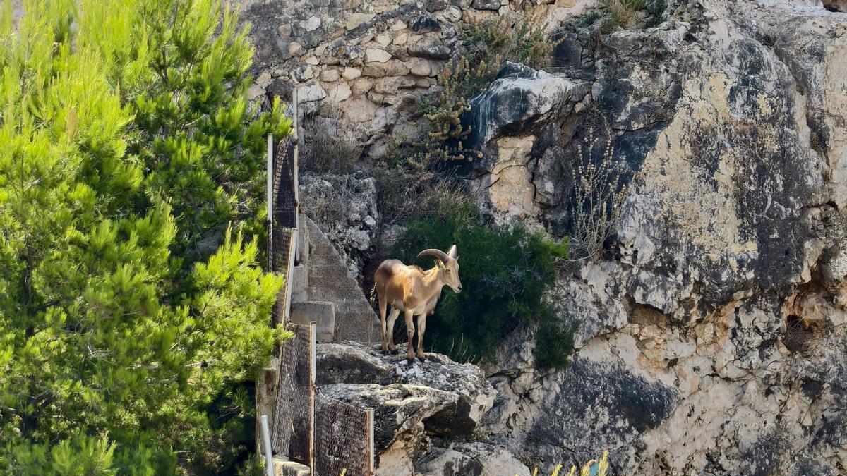 Imagen tomada por Rosario Abril del arruí refugiado en la pedregosa ladera del castillo de Dénia