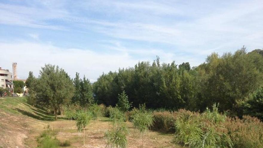 Plantació de salzes al tram urbà del riu Cardener