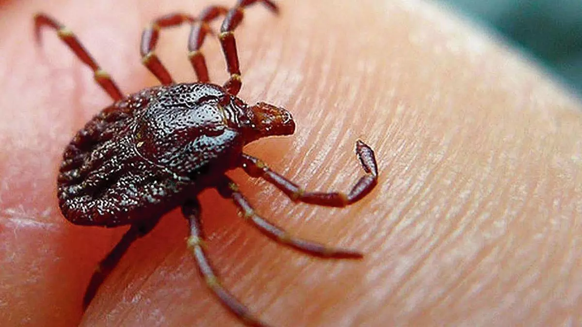 Enfermedad de Lyme del sistema nervioso