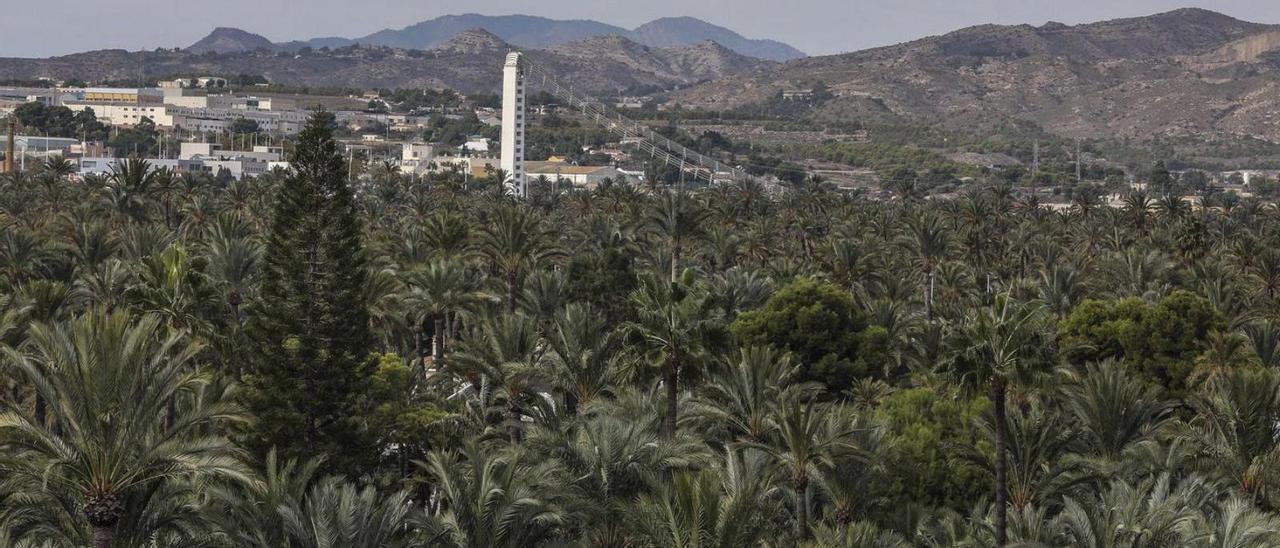 Vistas a una zona del Palmeral histórico de Elche, desde la avenida Candalix. | ANTONIO AMORÓS