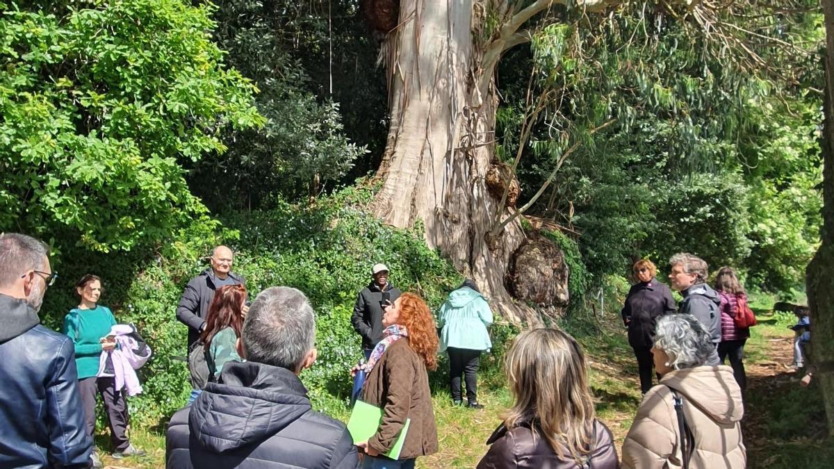 Primera ruta guiada para conocer los «arboles monumentales» de Mariñán