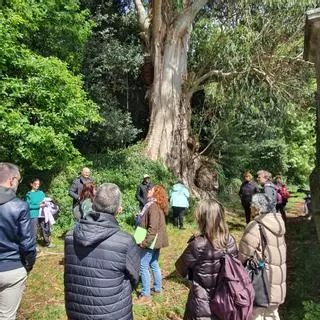 Primera ruta guiada para conocer los "arboles monumentales" de Mariñán