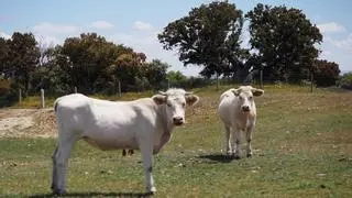 Multimedia | Vacas y animales salvajes conviven en un paraje que resucita la naturaleza ibérica de antaño