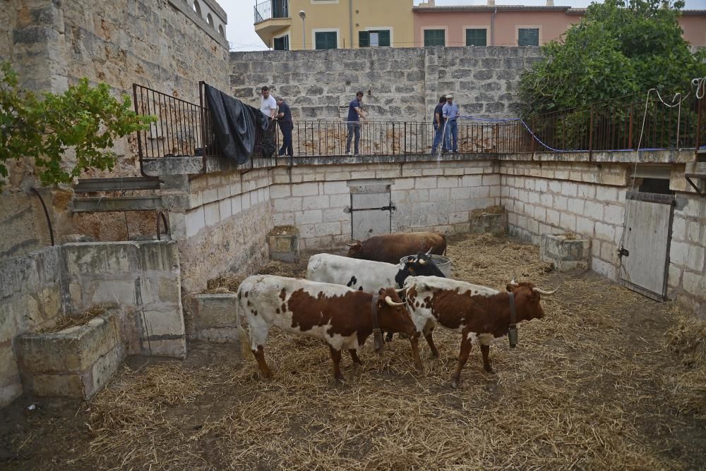 Los toros, en los corrales de La Monumental