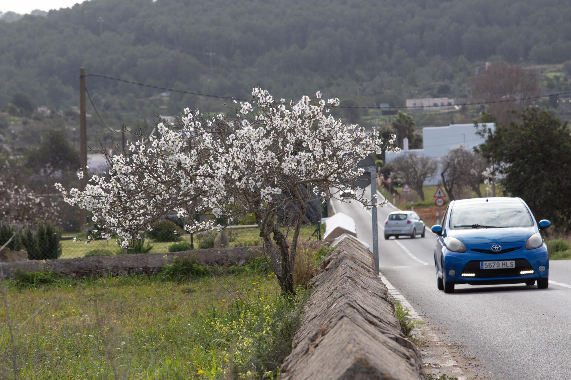 Almendros en flor en Ibiza