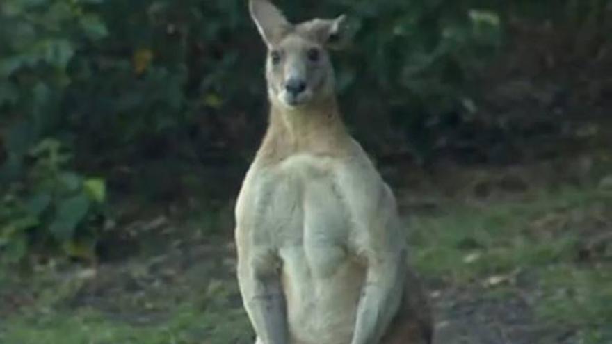 Un canguro de dos metros aterroriza Brisbane