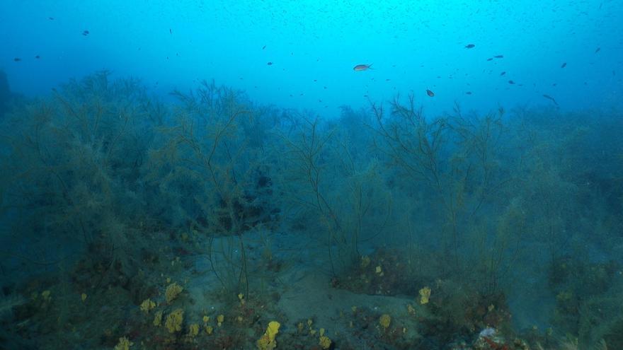 Los bosques de coral negro de Lanzarote, objeto de investigacíon del proyecto europeo B-CHARMED
