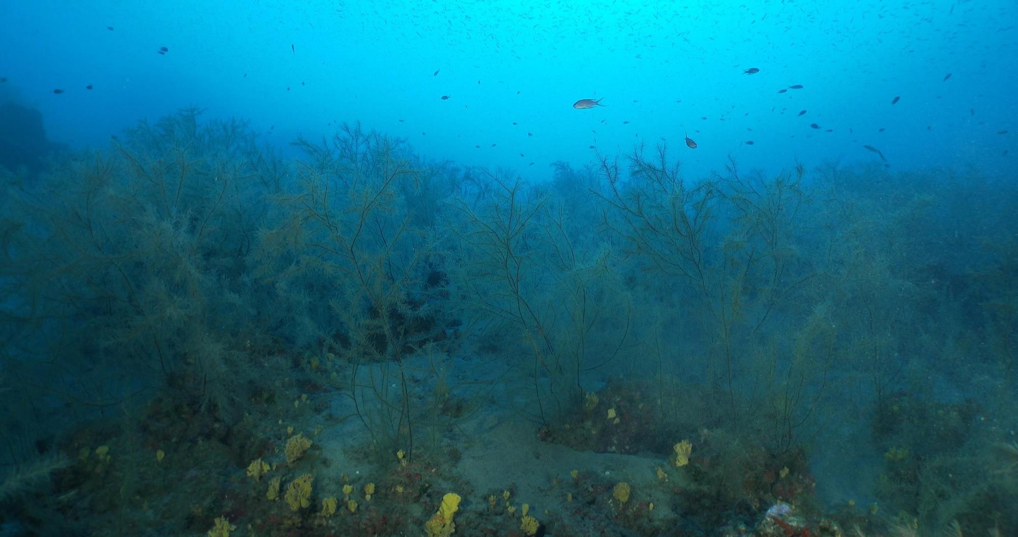 Los bosques de coral negro de Lanzarote, proyecto europeo B-CHARMED