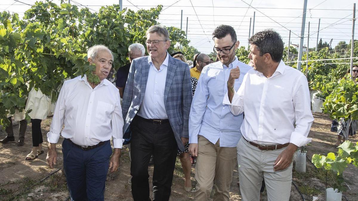 Ximo Puig y Carlos Mazón participando el pasado verano en el corte del primer racimo de uva de mesa del Vinalopó.