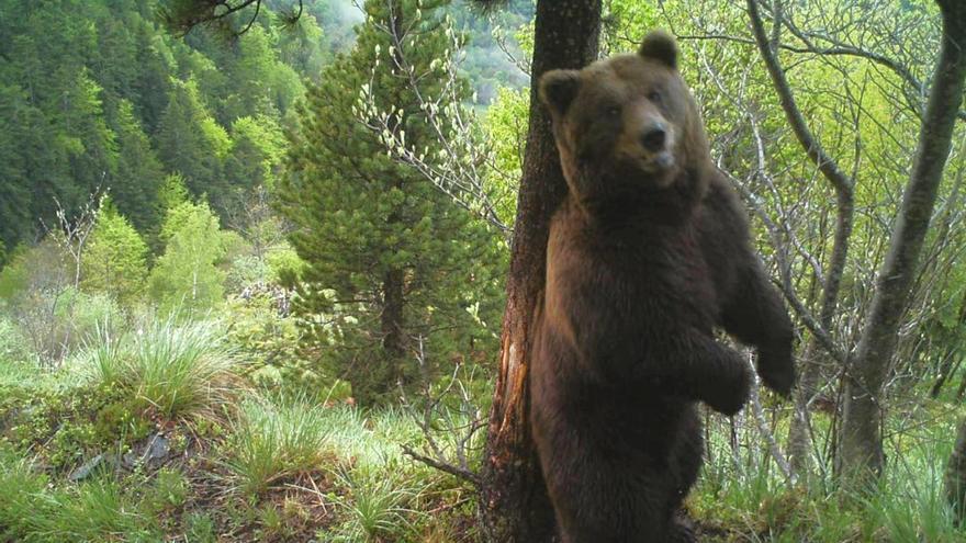 El fiscal reclama más de dos años de prisión por envenenar un oso en el pirineo catalán