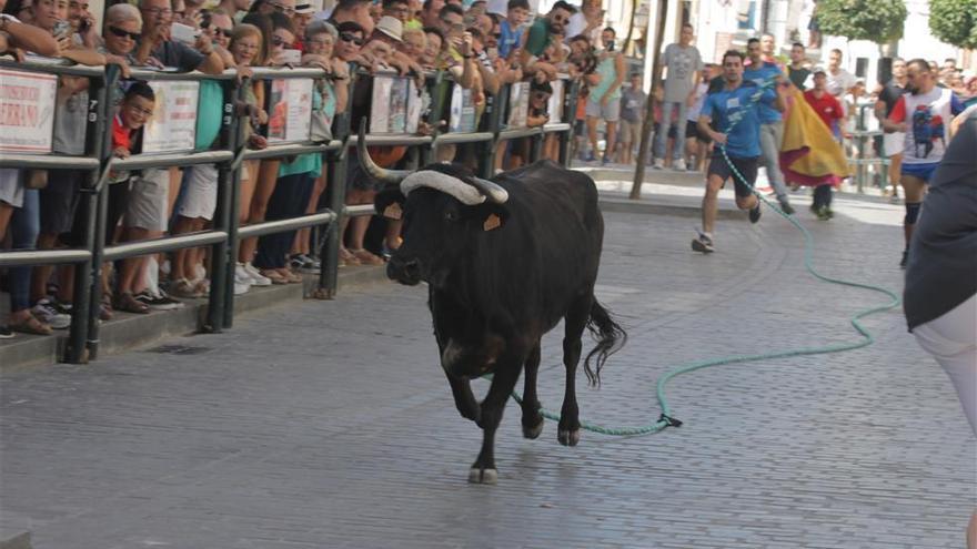 El toro de cuerda de las fiestas de la Aurora logra un nuevo éxito de público