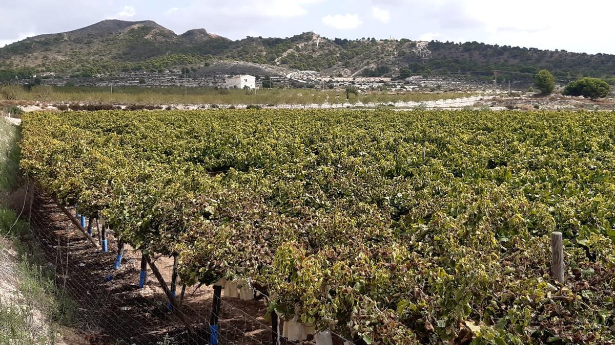 Los viñedos que deberán ser arrancados para colocar paneles solares con la sierra de las Águilas al fondo.