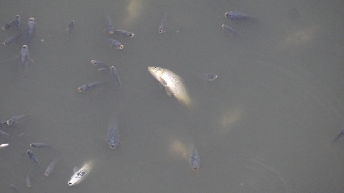 Hallan peces muertos en el embalse de Los Rodeos