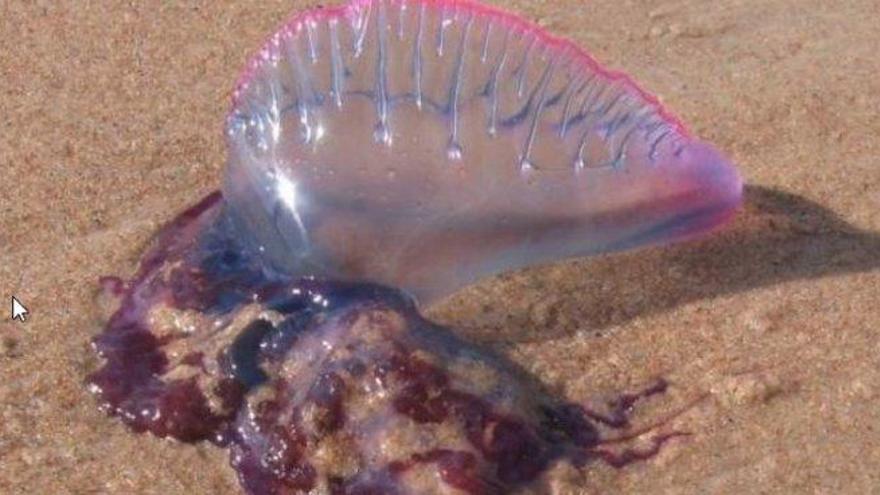 Medusas en Benidorm: siete atendidos por picaduras de carabela portuguesa en la playa
