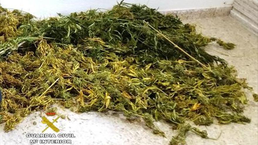 DOS detenidos por cultivar ‘maría’ en alcalà