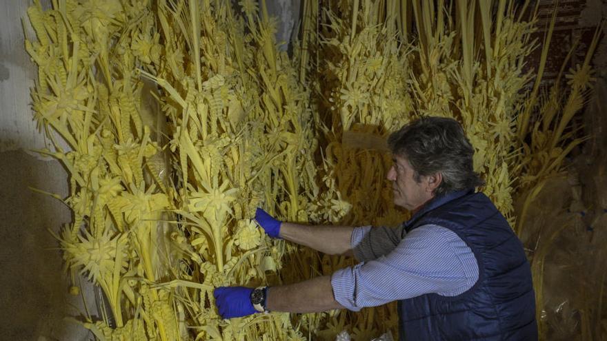 La Unió denuncia que el Consell deja fuera de las ayudas a la palma blanca de Elche