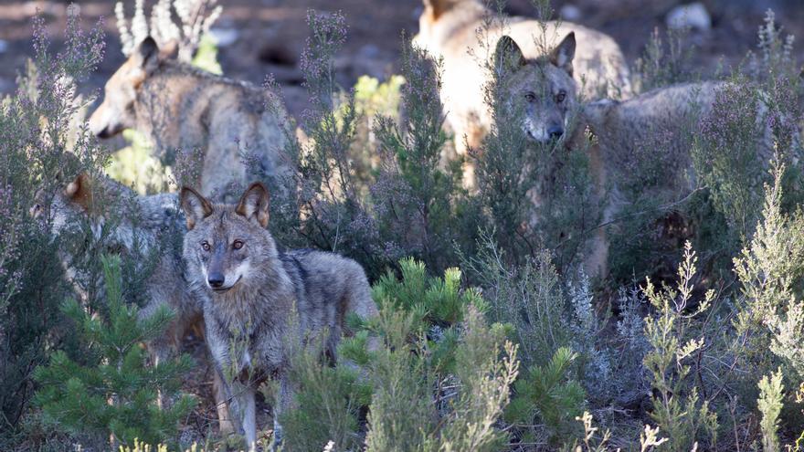 Organizaciones agrarias piden al Gobierno retirar el borrador sobre la gestión del lobo