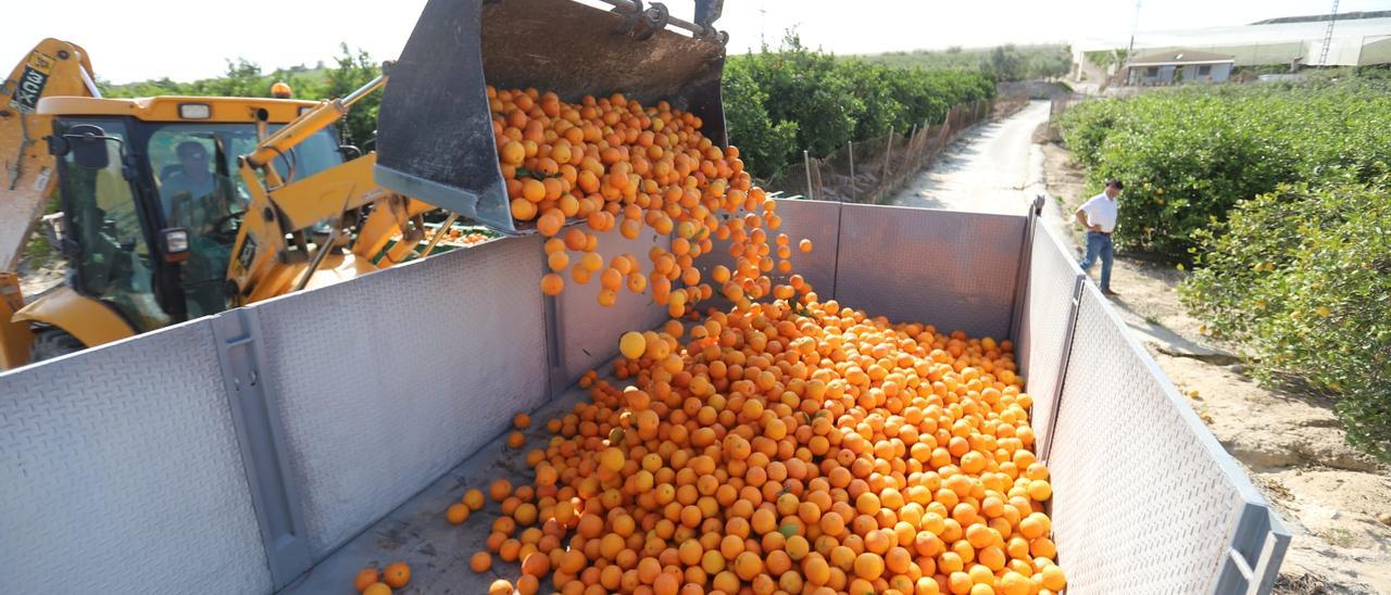 Imagen de la carga de las naranjas que se van a repartir este martes en la plaza de la Montañeta