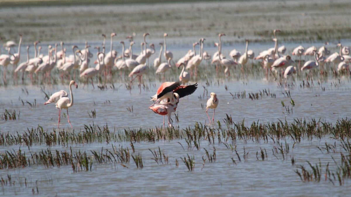 Flamencos