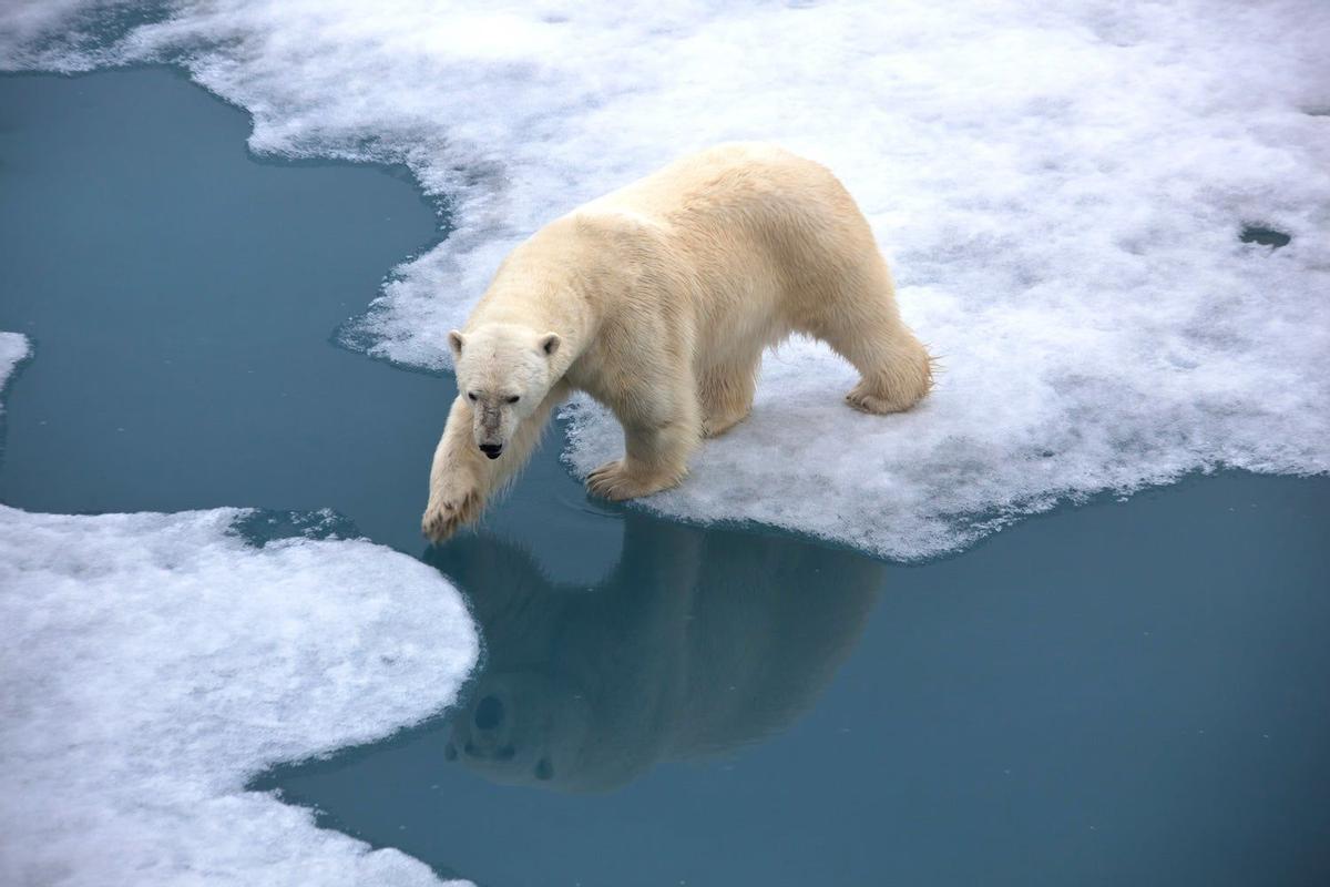 Oso Polar en las Svalbard