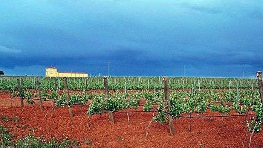 Paisaje de un viñedo perteneciente a los Vinos de Calidad Valles de Benavente.