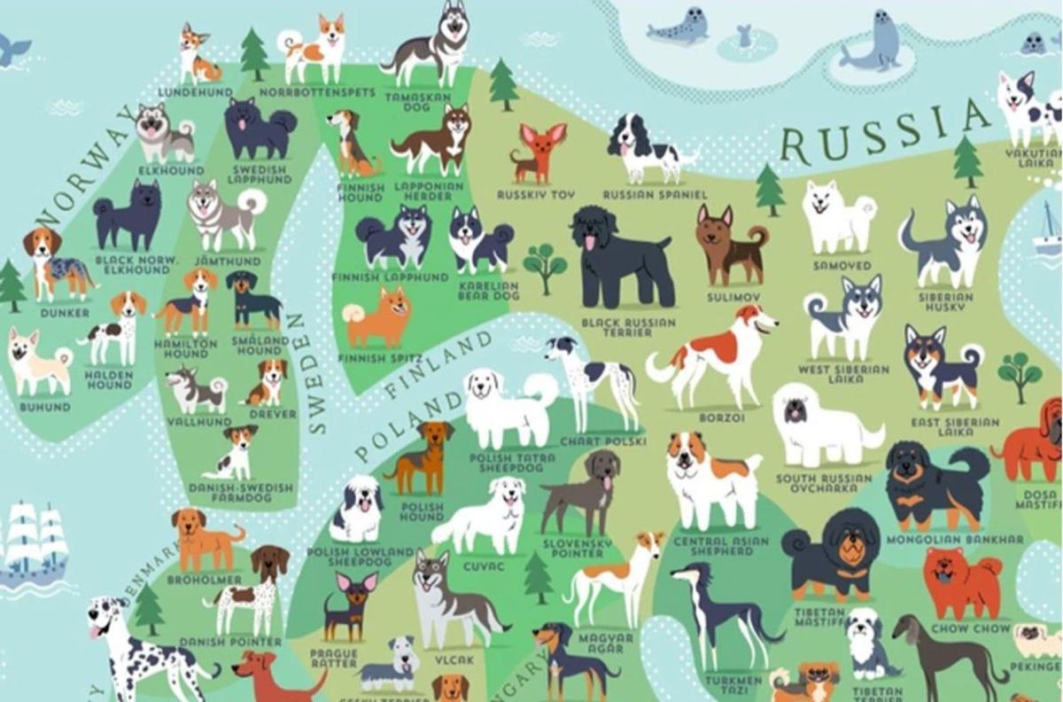 El mapa con todas las razas de perro que existen en el mundo (y sus países  de origen) - Viajar