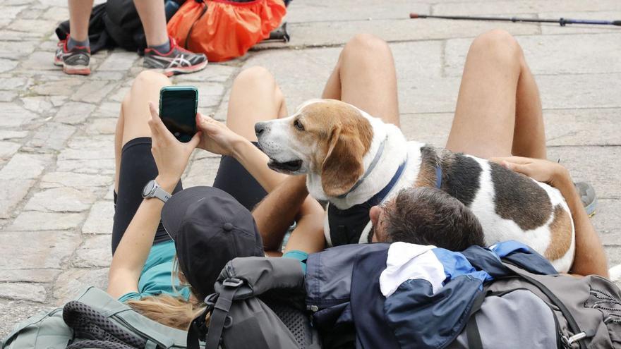 Una pareja de peregrinos, acompañada por su perro, ayer a su llegada a la plaza del Obradoiro / ANTONIO HERNÁNDEZ