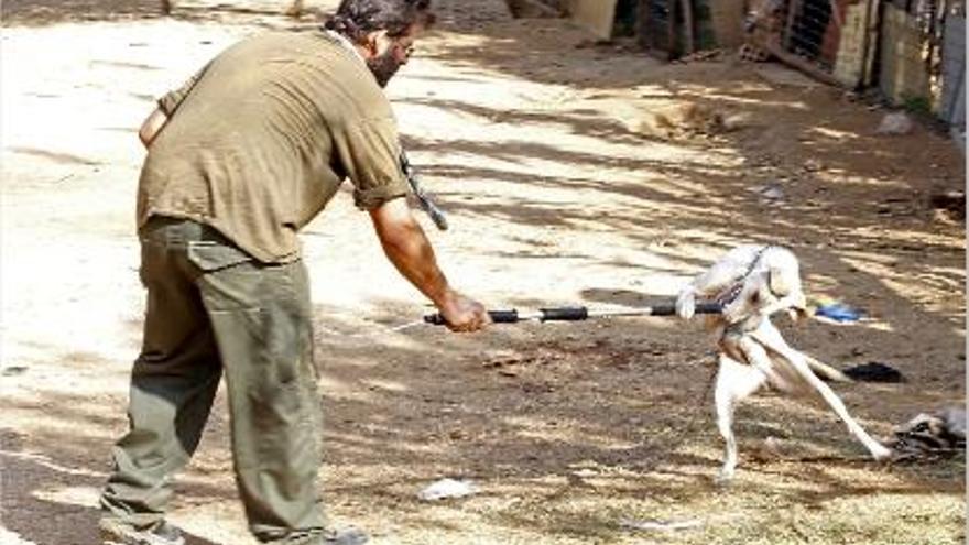 Una veintena de perros mata y mutila a una pareja de indigentes en Mataró