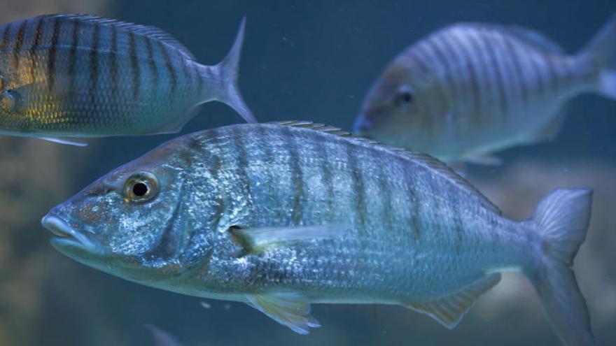 Un estudio ha detectado cambios emocionales en los peces.