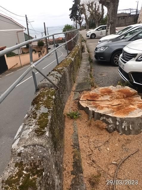Desplazamiento del peto por las raíces de los plátanos.jpg