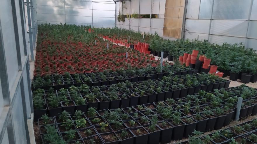 La Policía Local de Pilar de la Horadada descubre 5.012 plantas de marihuana y sacos con cogolllos en dos invernaderos