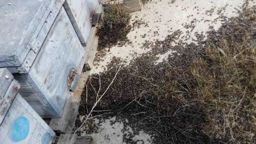Asaja denuncia el envenenamiento masivo de abejas en Alicante