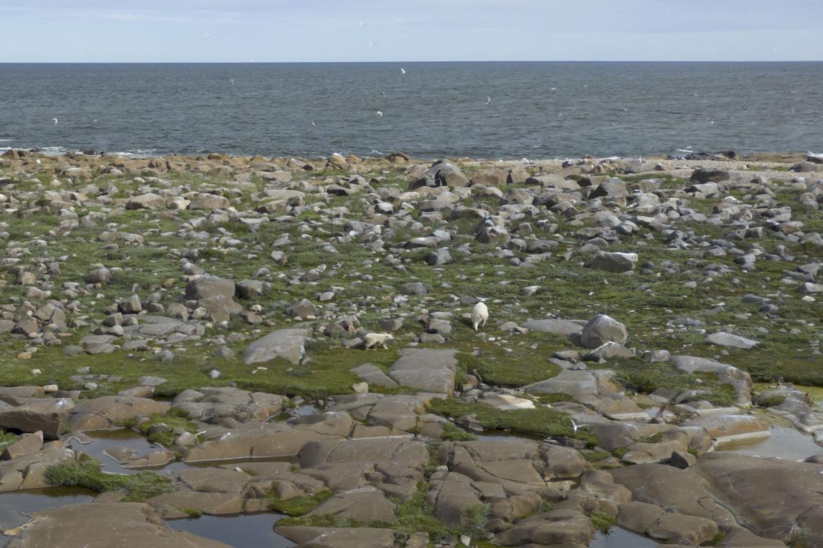 Así viven los osos polares en Hudson Bay, cerca de Churchill (Canadá).