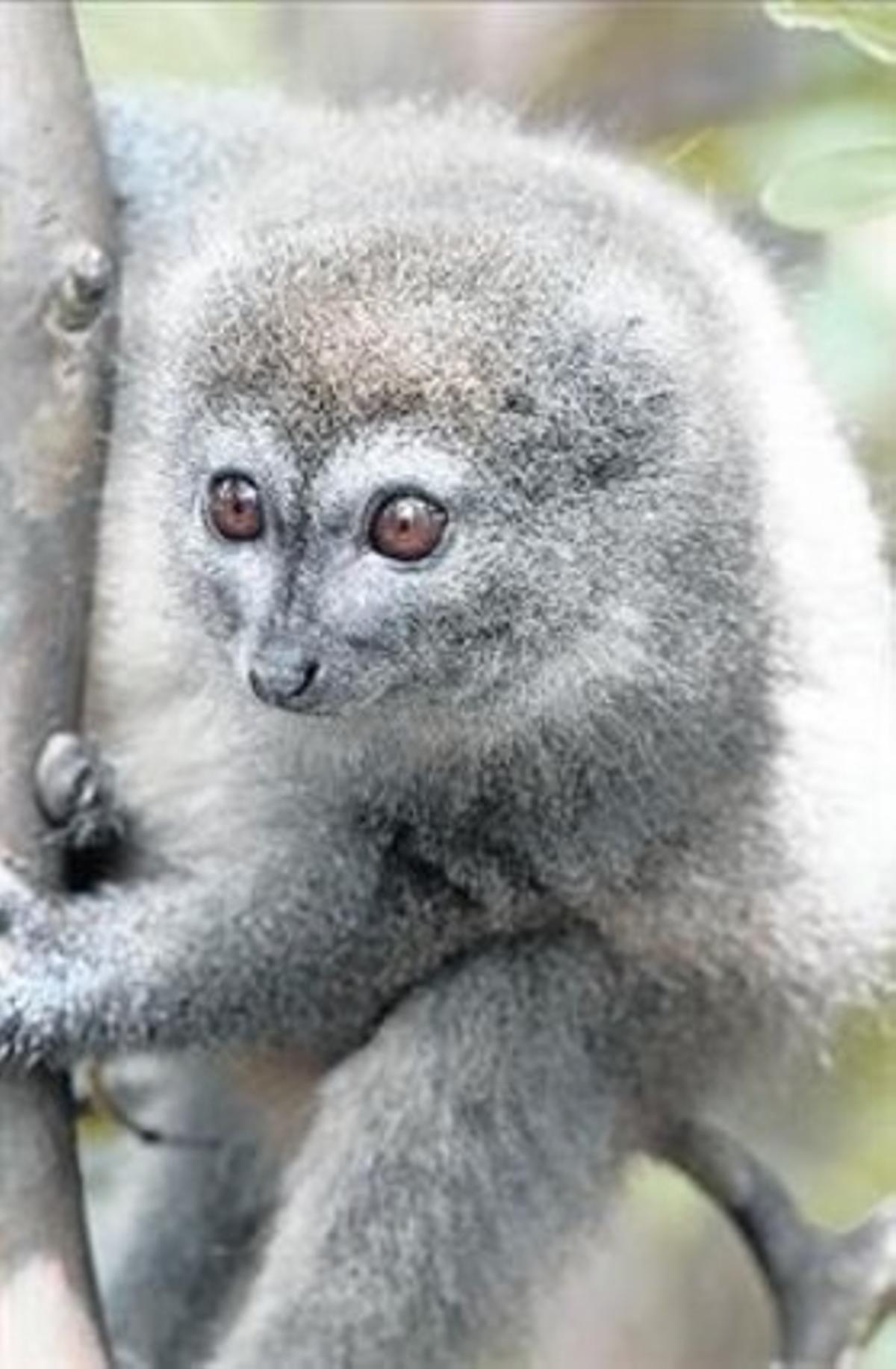 Un lèmur, primat endèmic de Madagascar.