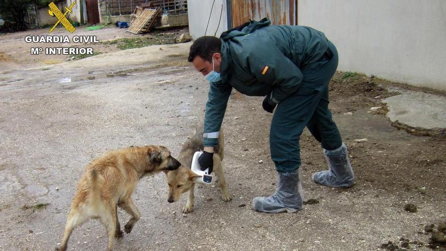 Granja del terror en Moratalla: los animales se alimentaban de restos de otros