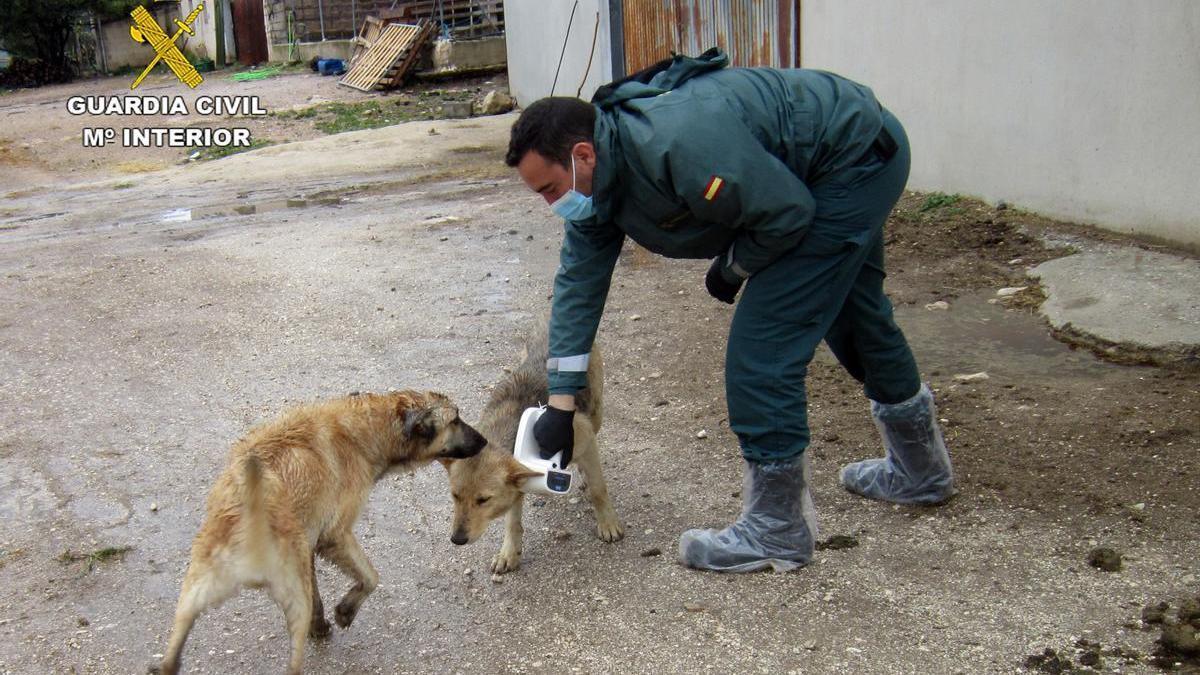 Un agente comprueba el estado de salud de dos perros encontrados en la explotación ganadera