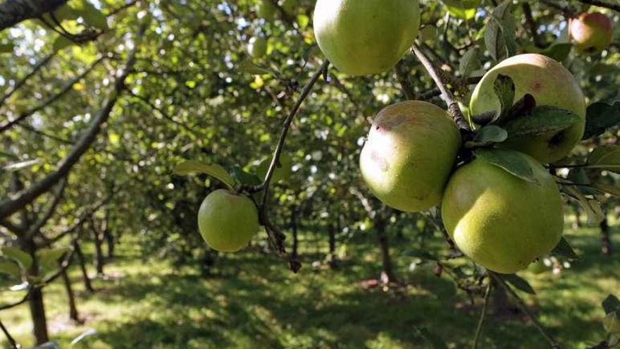 Las prácticas se harán en plantaciones de A Estrada. // Bernabé / Luismy