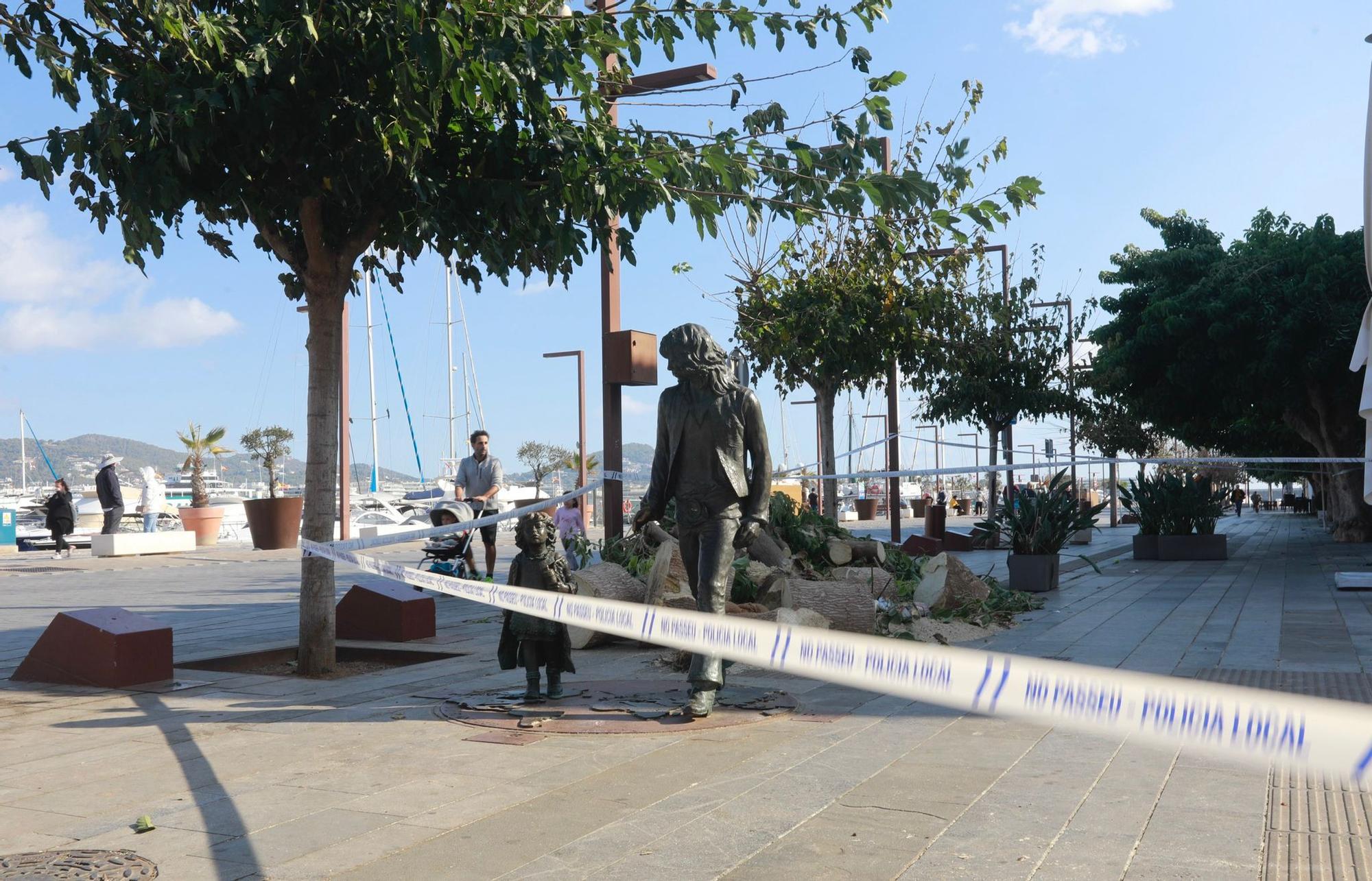 Cae un árbol en el puerto de Ibiza