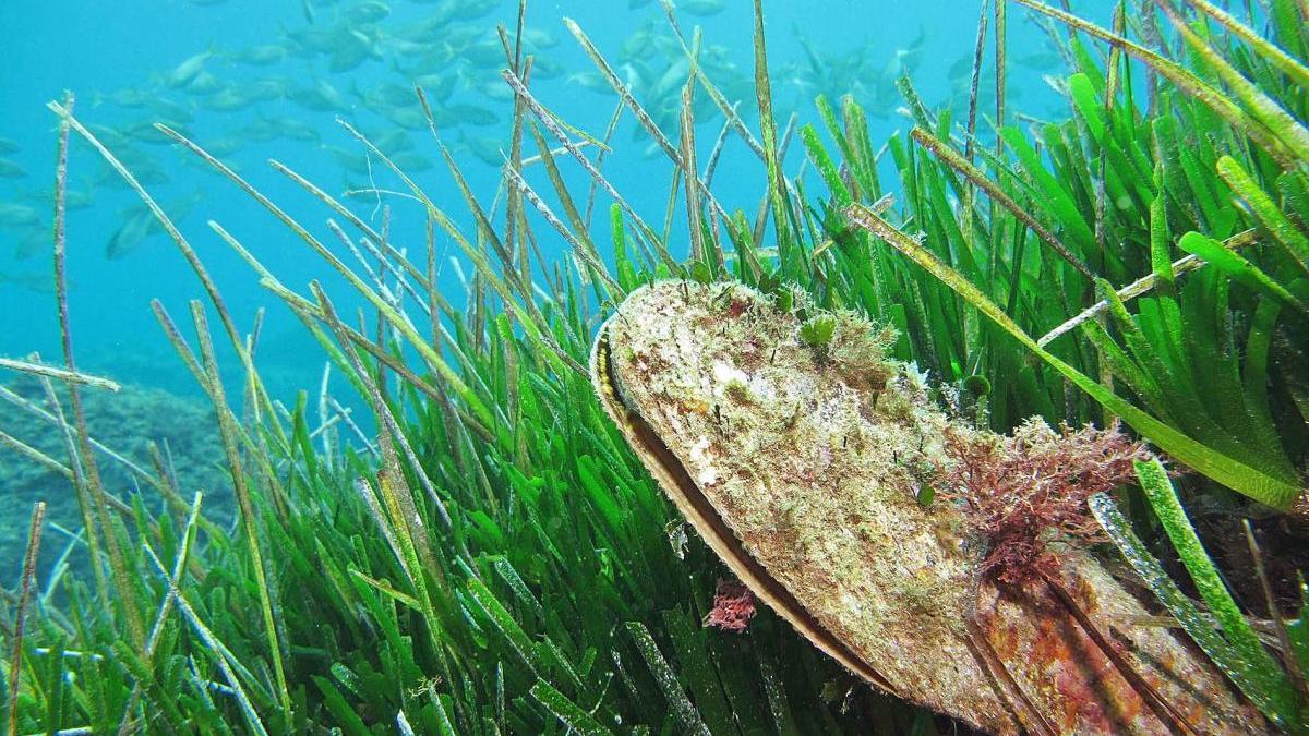 L&#039;hàbitat de les nacres acostuma a ser en praderies com les de Posidonia oceannica