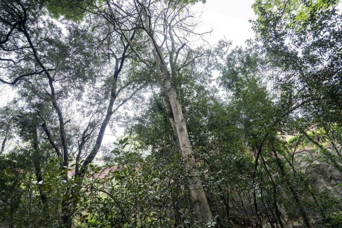 Un falso plátano, Acer pseudoplatanus.