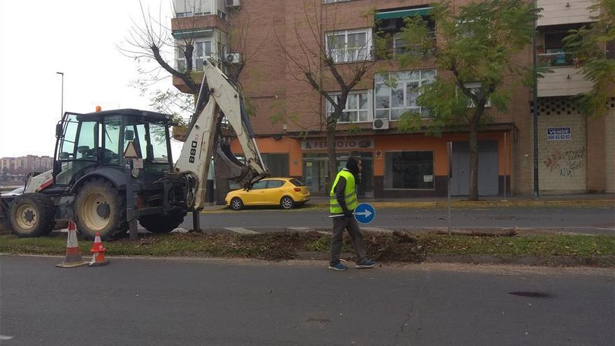 El ayuntamiento arranca los seis olmos de la avenida Carolina Coronado de Badajoz